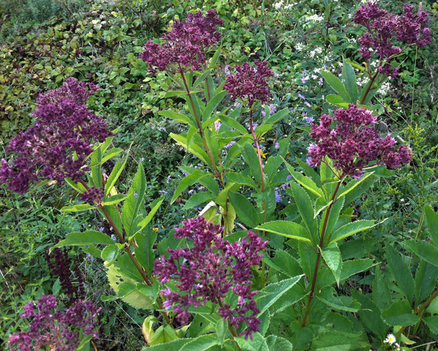 Joe Pye weed