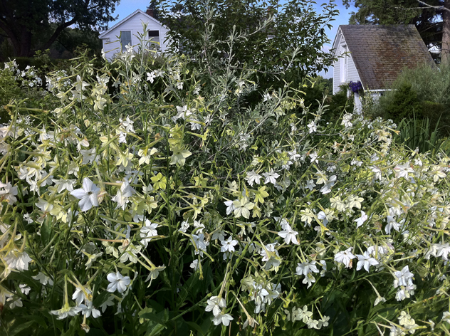 Nicotiana Sylvestris