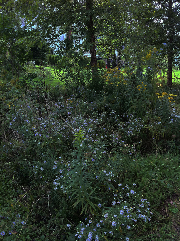 asters & golden rod
