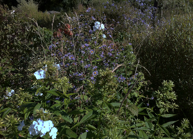 phlox asters