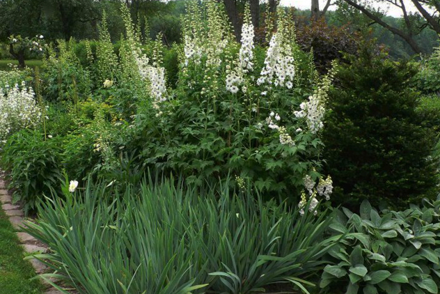 English delphinums in bloom