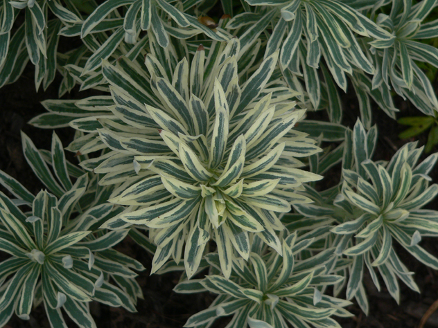 Euphorbia Tasmanian Tiger