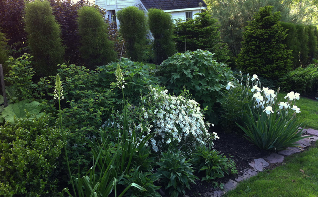 Exocharda the bride and Iris Immortality