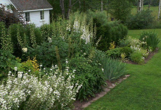 salvia argentea in bloom