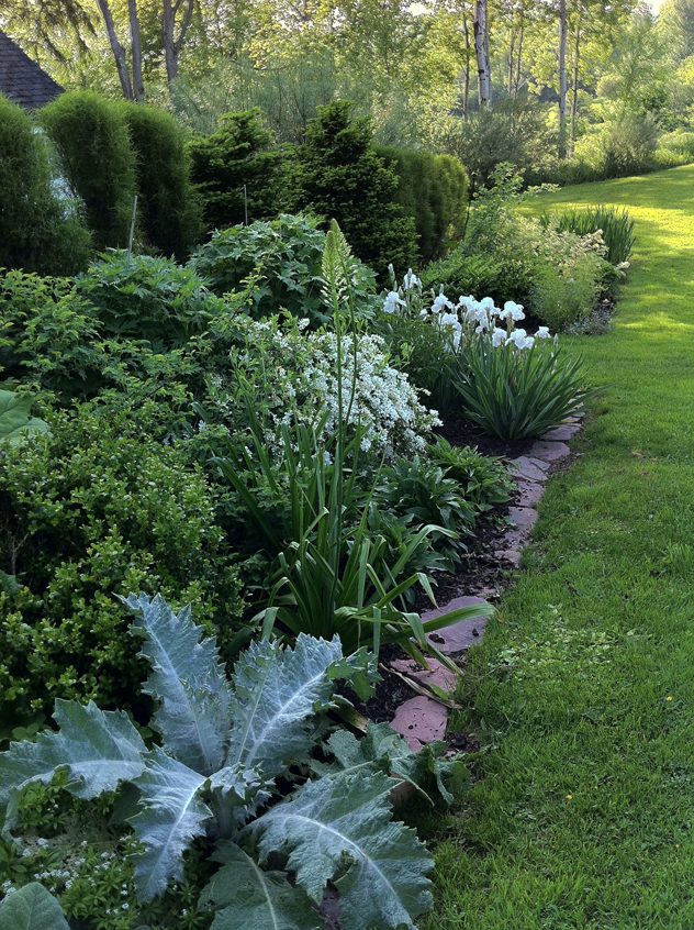Scotch thistle spring border
