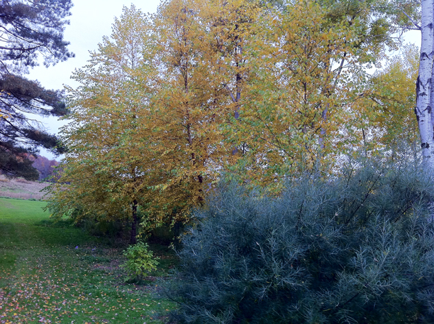 Rosemary Willow and heritage birch