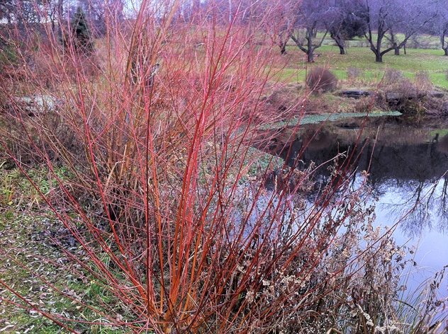 Salix alba Britzensis