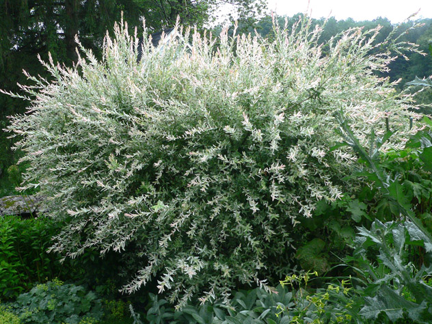 Salix integra 'Hakuro Nishiki'