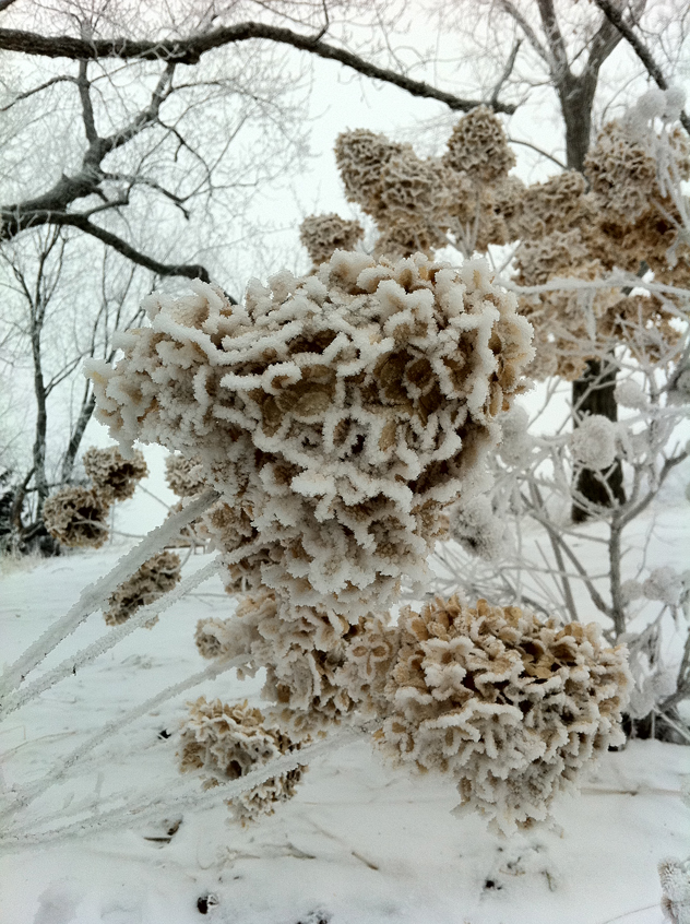 Dried Limelight hydrangea flowers