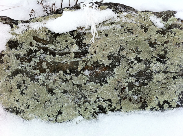 Lichen on rock
