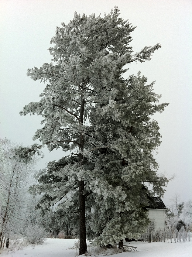 white pine