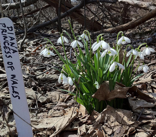Diana Princess of Wales snowdrop2