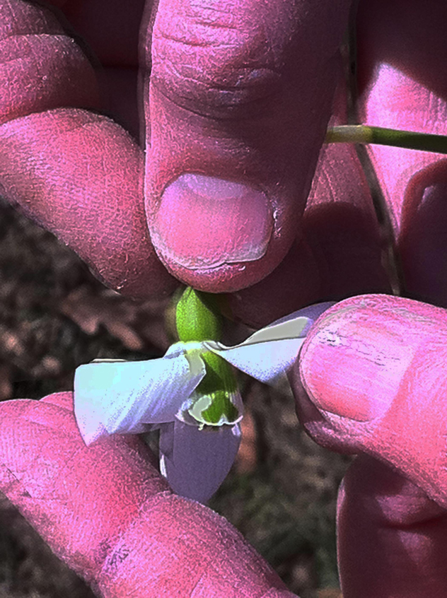 green mark snowdrop2