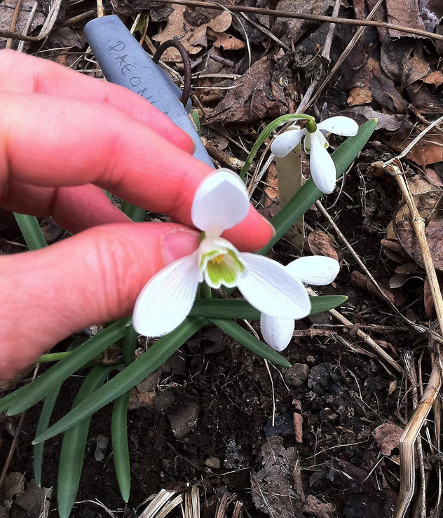 Paeonia snow drop2