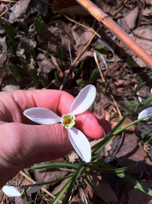 tri petal snowdrop2