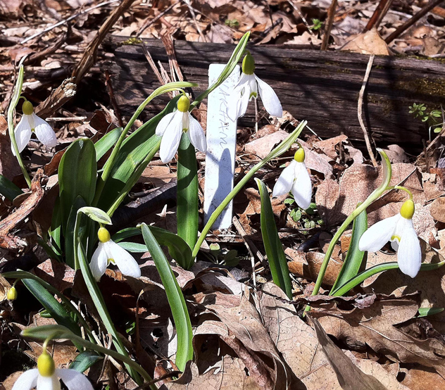 Waltham snowdrop2