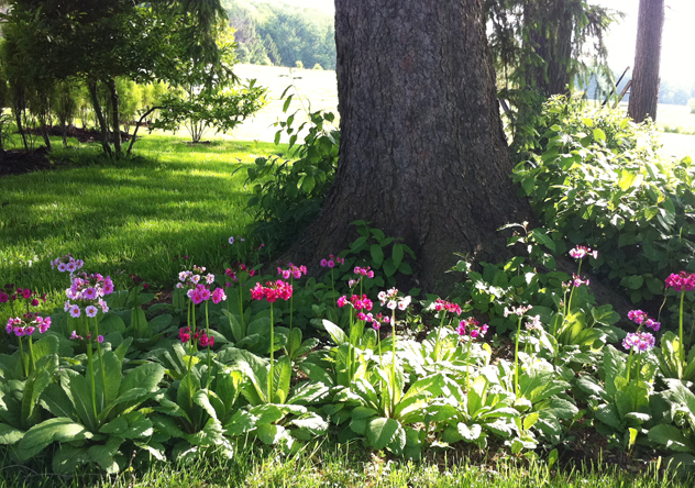 Primula Japonica in shady site