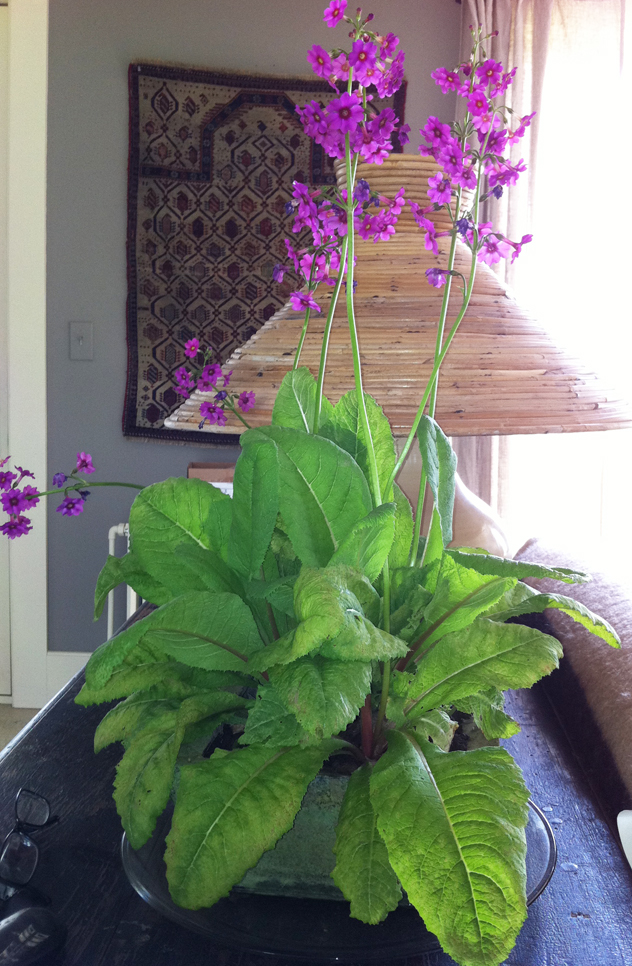 Primula Japonica potted up