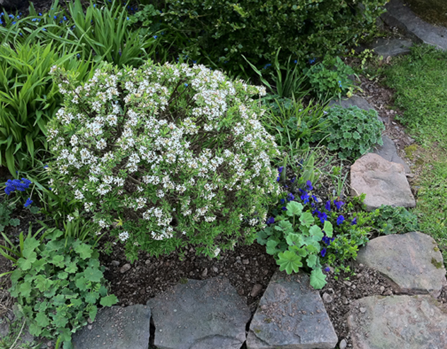 small Daphne and muscari in bloom