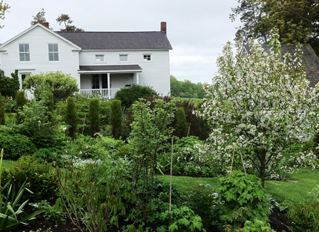 small Donald Wyman crabapple