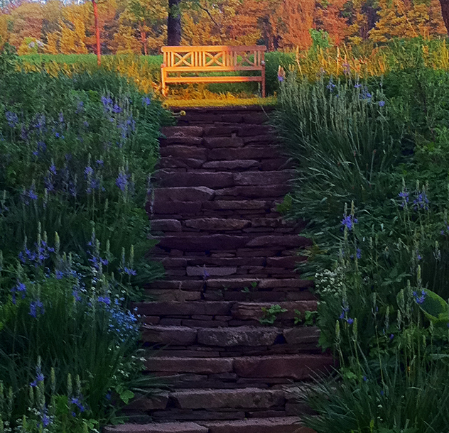 small Spring bulb camissia in bloom