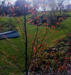 Cercidphyllum Japonicum -Katsura tree in&nbsp;spring