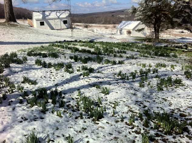 daffs in snow