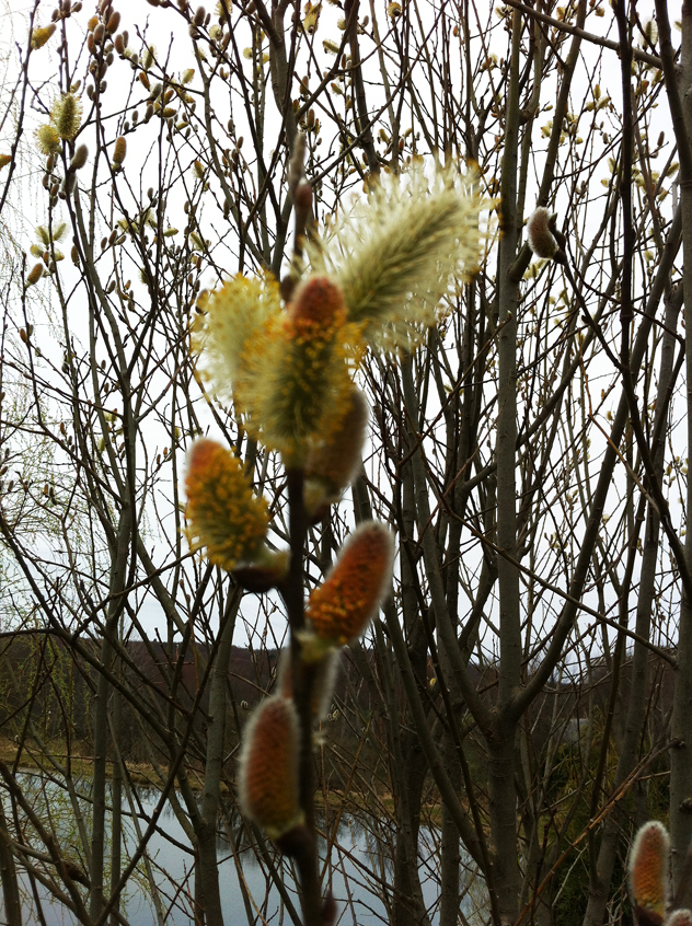 French Pussy willow catkins