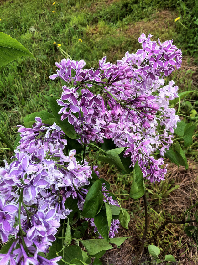 old fashion lilac2
