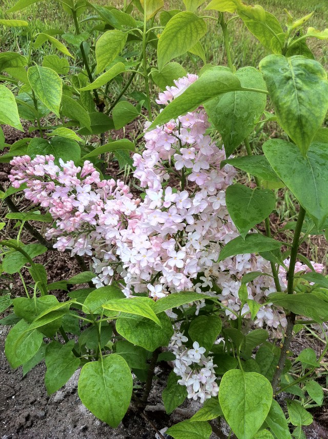 pale pink lilac2
