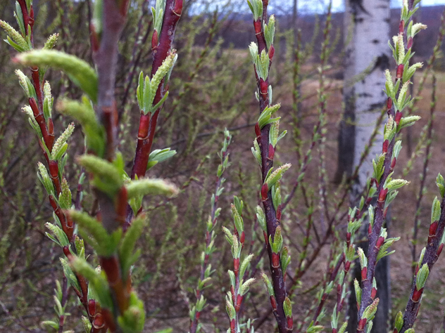 Rosemary Willow in bud