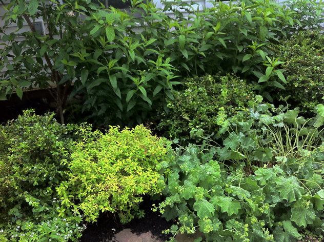 Spiraea 'Lemon Princess'