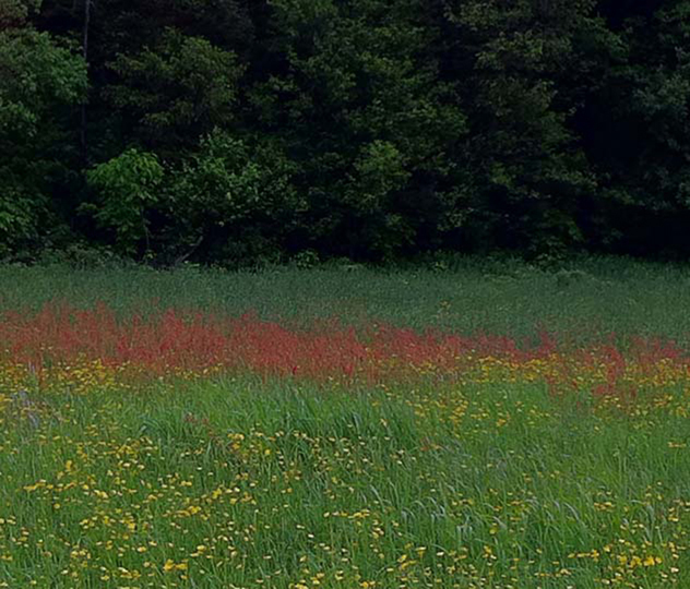 Bands of sorghum flowers