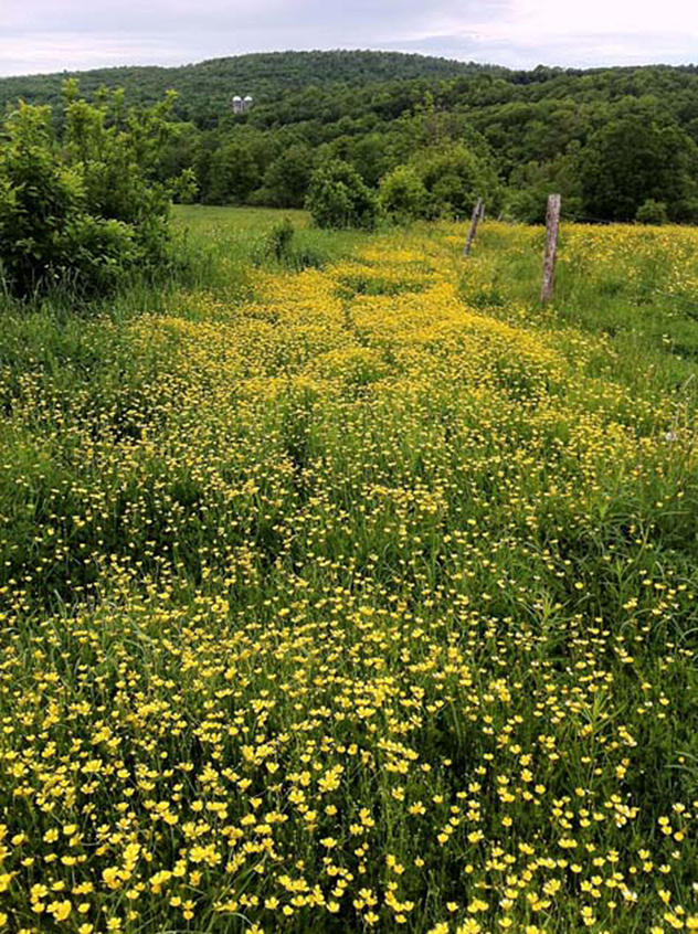 Buttercup swath