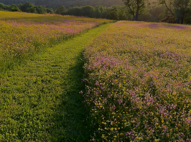 Ragged Robin and Butercup meadow HR