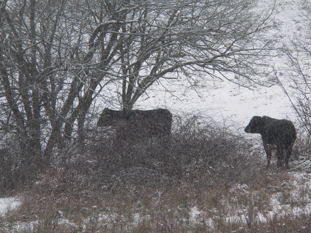 cattle in snow