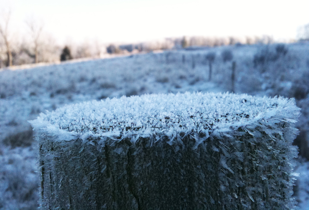 frozen post