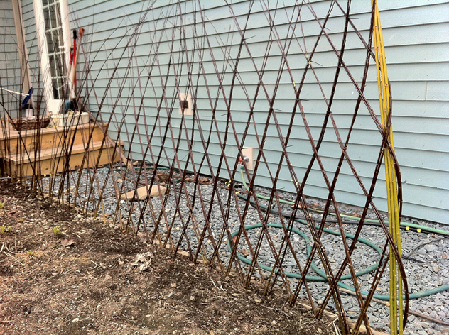 Fedge a living fence before it leafed out