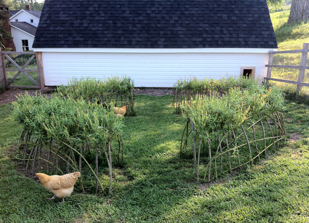 willow hoops leafed out