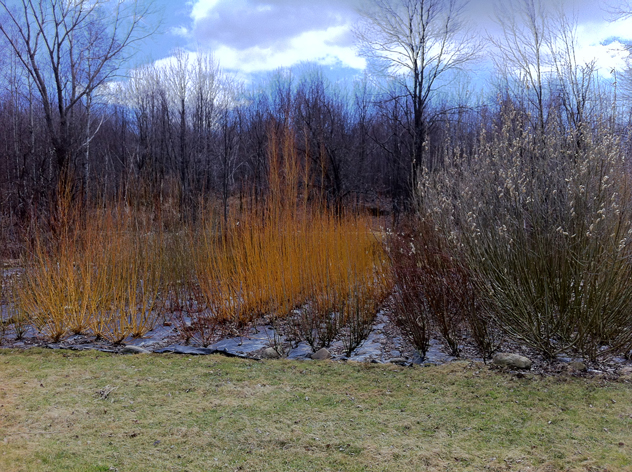 Selection of willows Vermont Willows