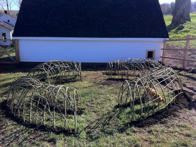 willow hoops for chickens before willow leafed out