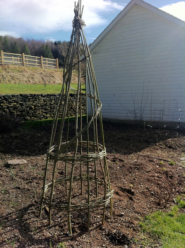 willow plant support for growing sweet peas, beans and peas onto.