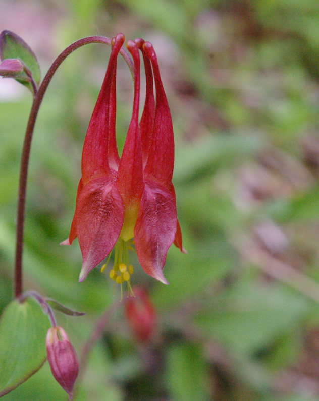 columbine