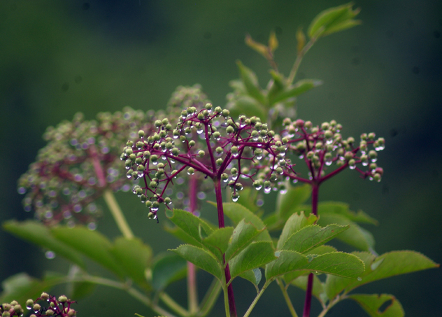 elderberry 