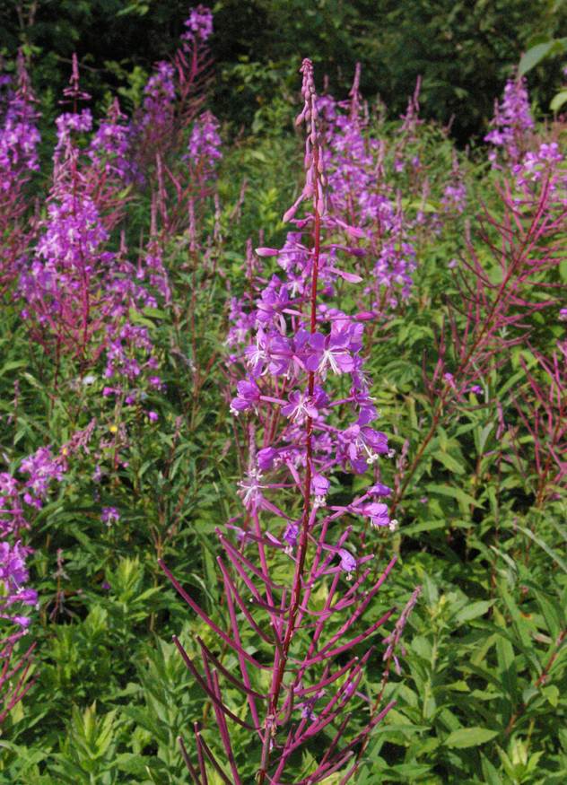 fireweed