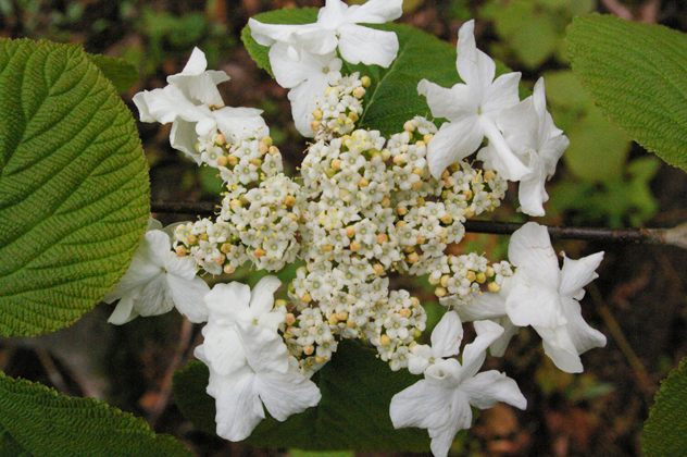 hobble bush- Viburnum lantanoides