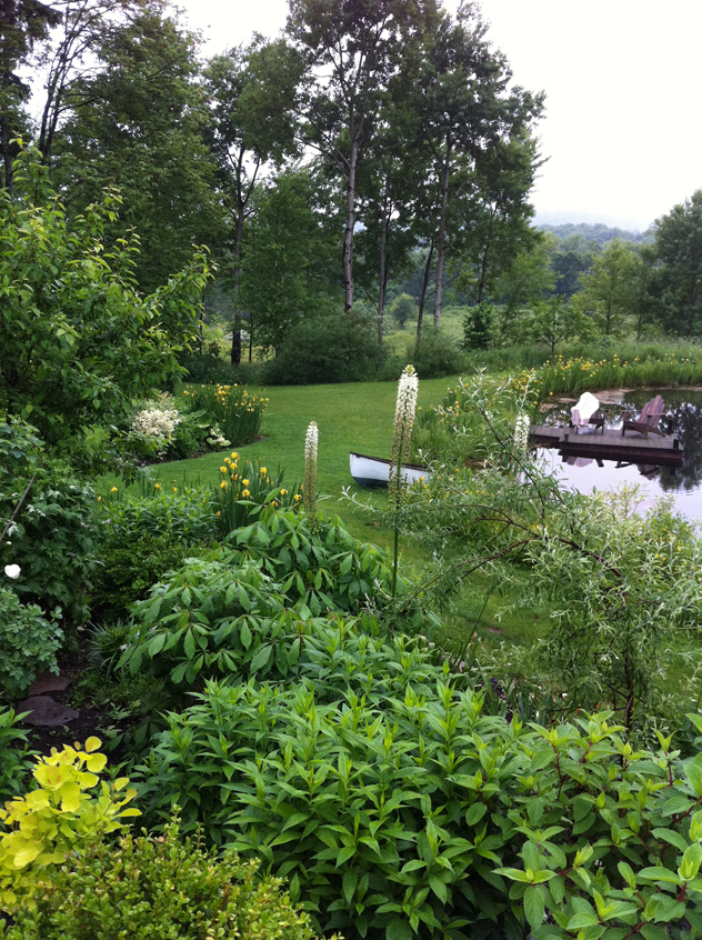 Yellow flag irises allowed in white garden