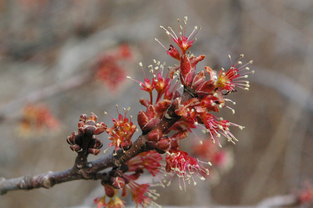 Flower of maple tree