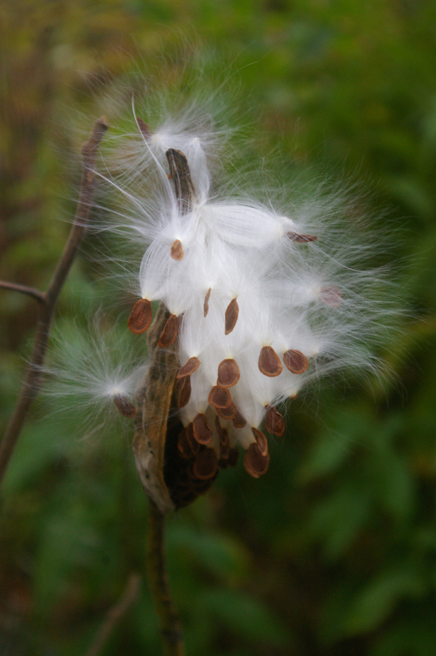 Milk Weed Seeds