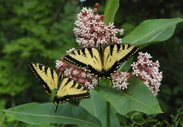 milkweed butterflies